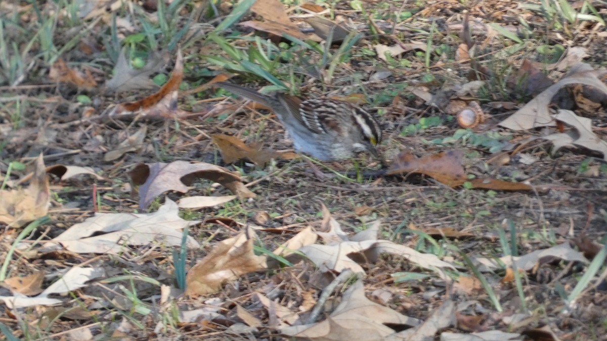 White-throated Sparrow - ML627880601