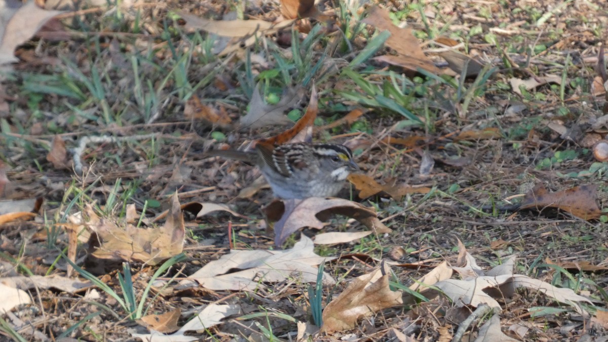 White-throated Sparrow - ML627880602