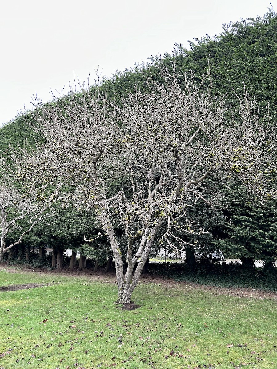 Barred Owl - ML627880642