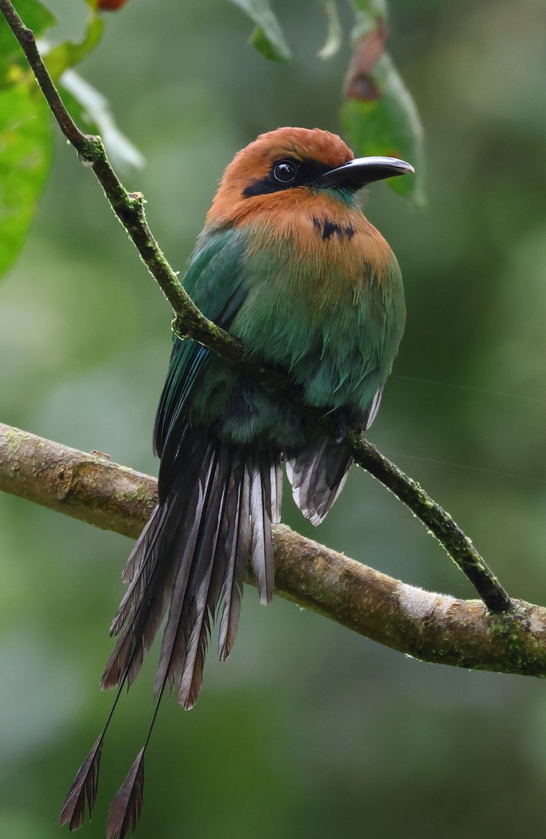 Broad-billed Motmot - ML627880754