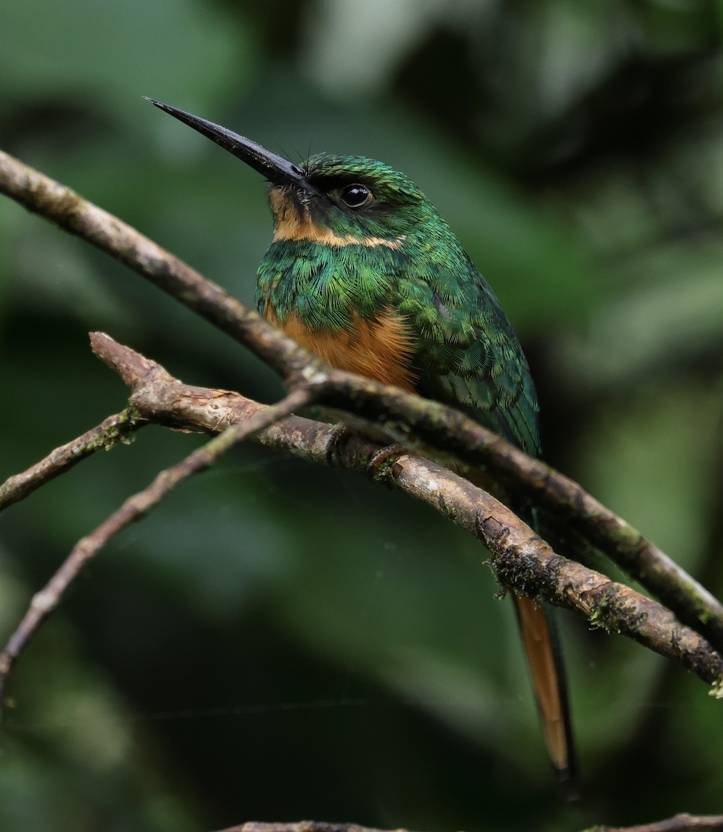 Rufous-tailed Jacamar - ML627880781