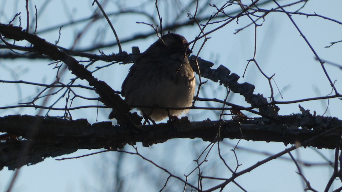 White-throated Sparrow - ML627880787