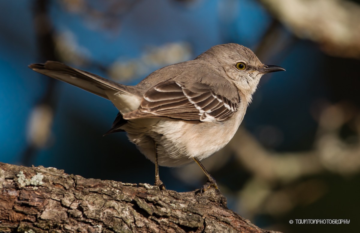 Northern Mockingbird - ML627880789