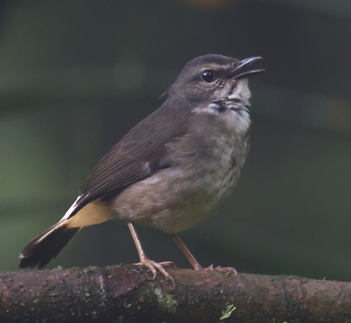 Buff-rumped Warbler - ML627880802