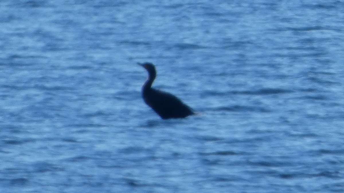 Double-crested Cormorant - ML627880876