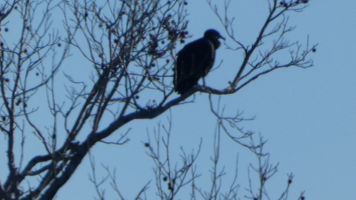 Black Vulture - ML627880887