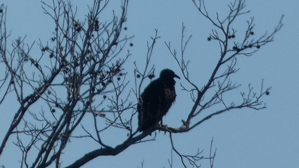 Black Vulture - ML627880888
