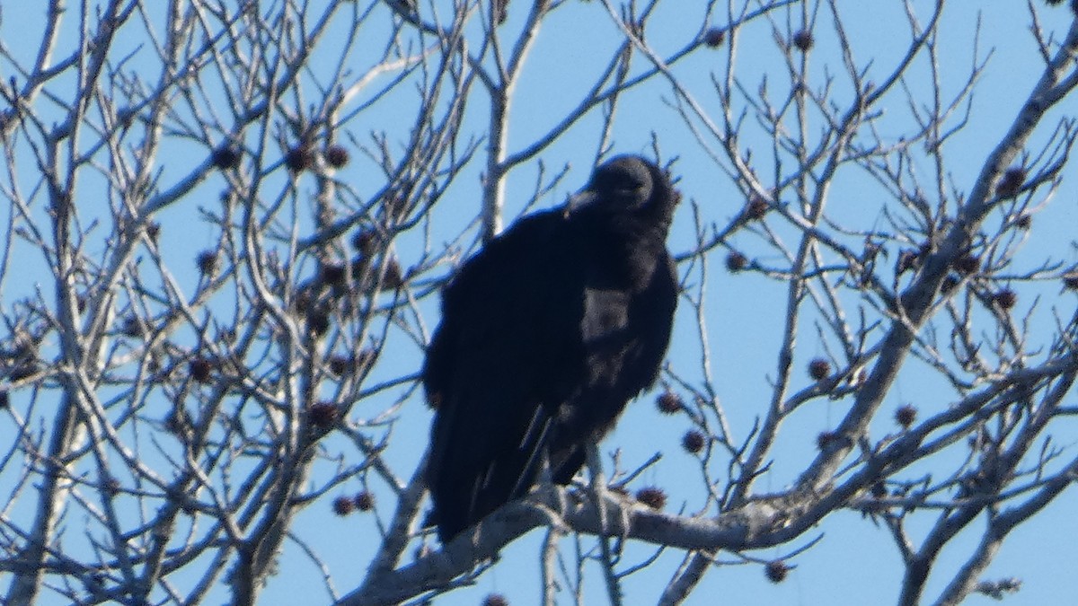 Black Vulture - ML627880889
