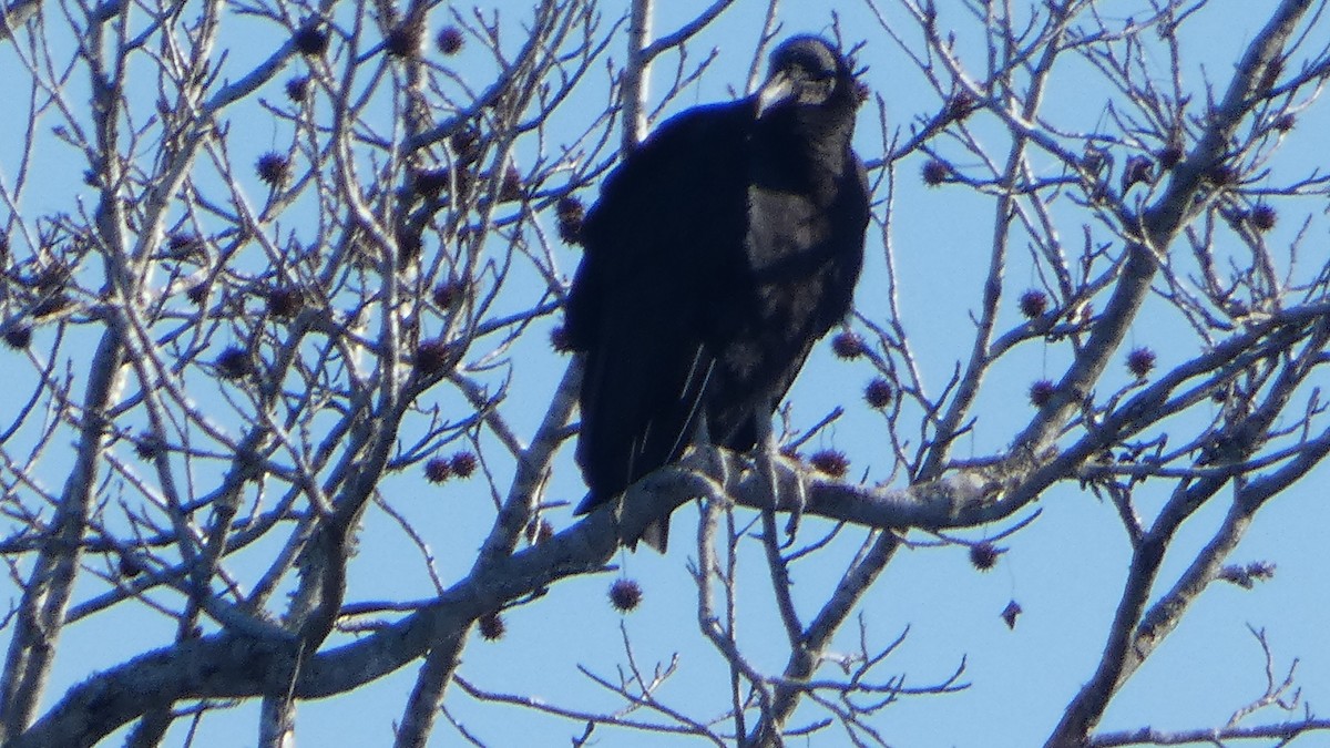 Black Vulture - ML627880890