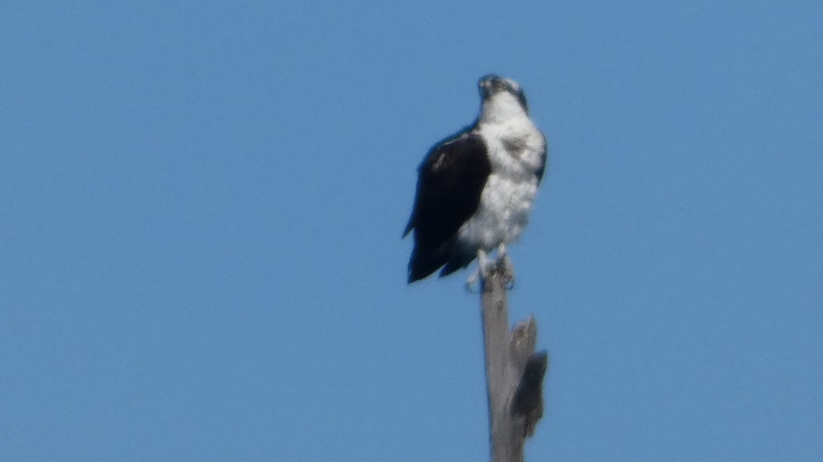 Osprey - ML627880909