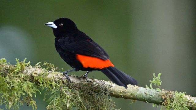 ミナミコシアカフウキンチョウ - ML627880916