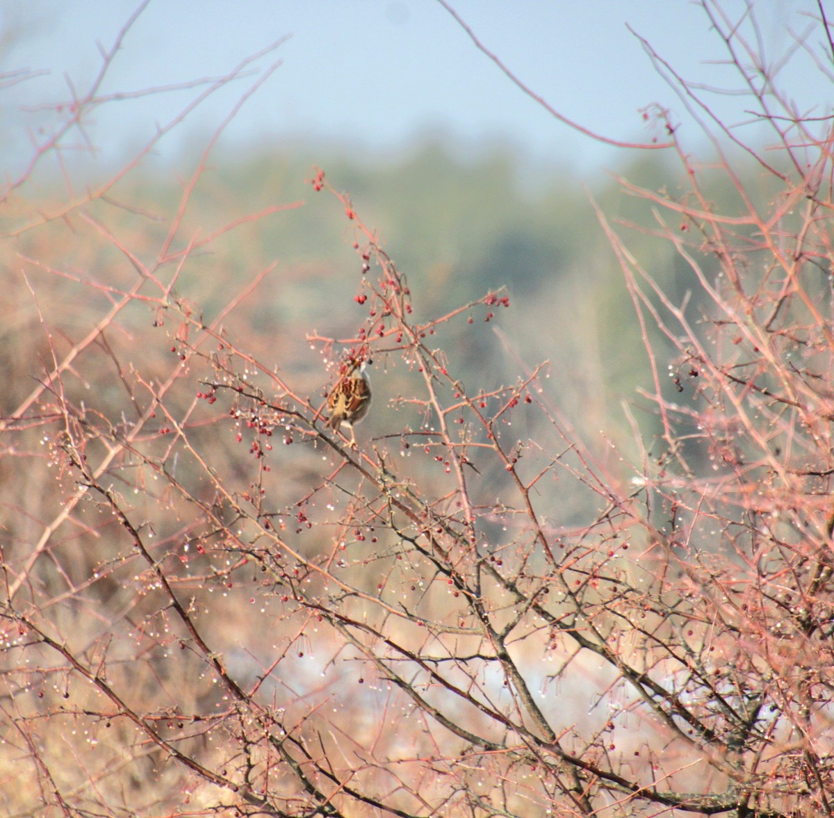 White-throated Sparrow - ML627881043