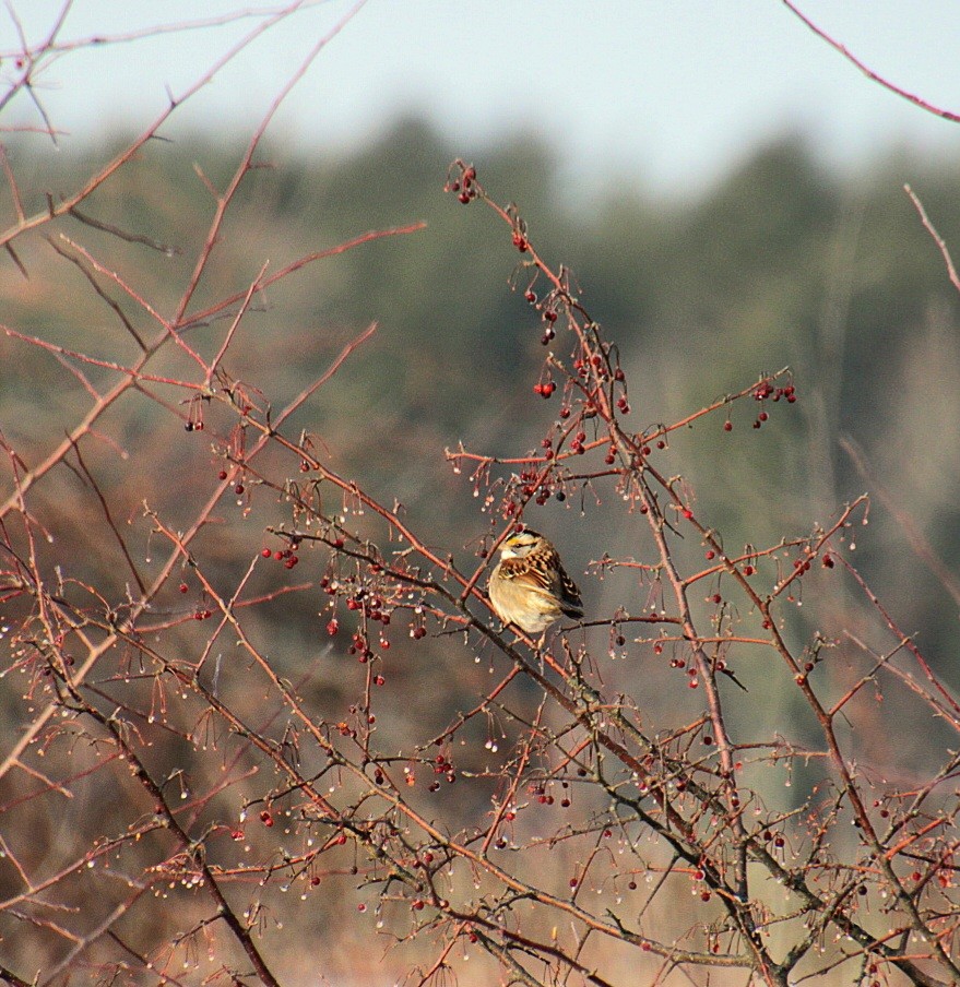 White-throated Sparrow - ML627881044