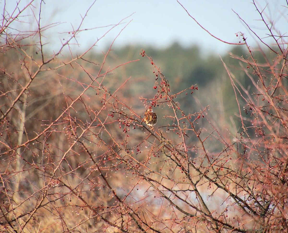 White-throated Sparrow - ML627881045