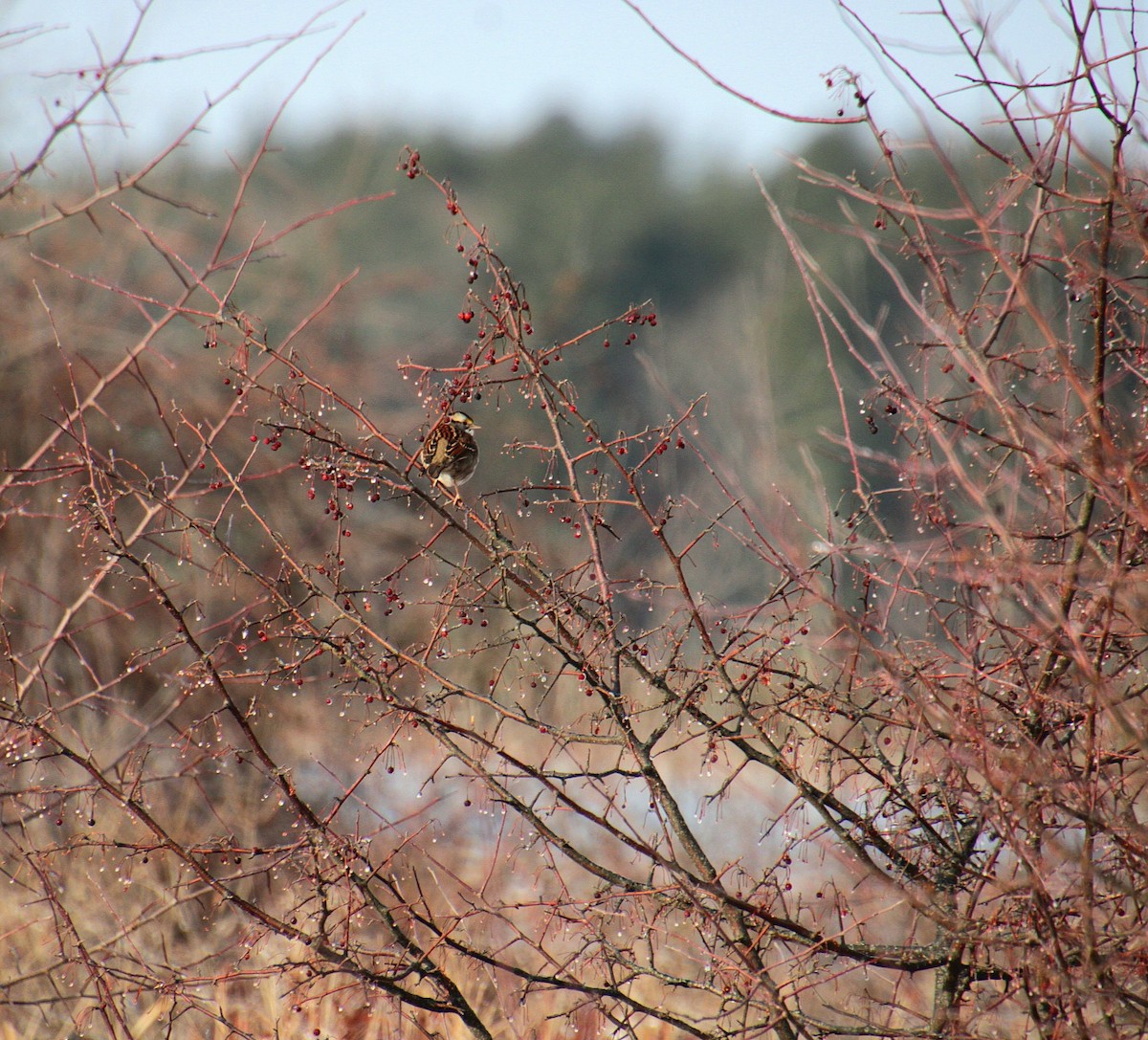 White-throated Sparrow - ML627881046