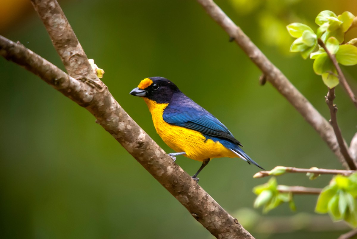 Violaceous Euphonia - Leonardo Merçon / Instituto Últimos Refúgios