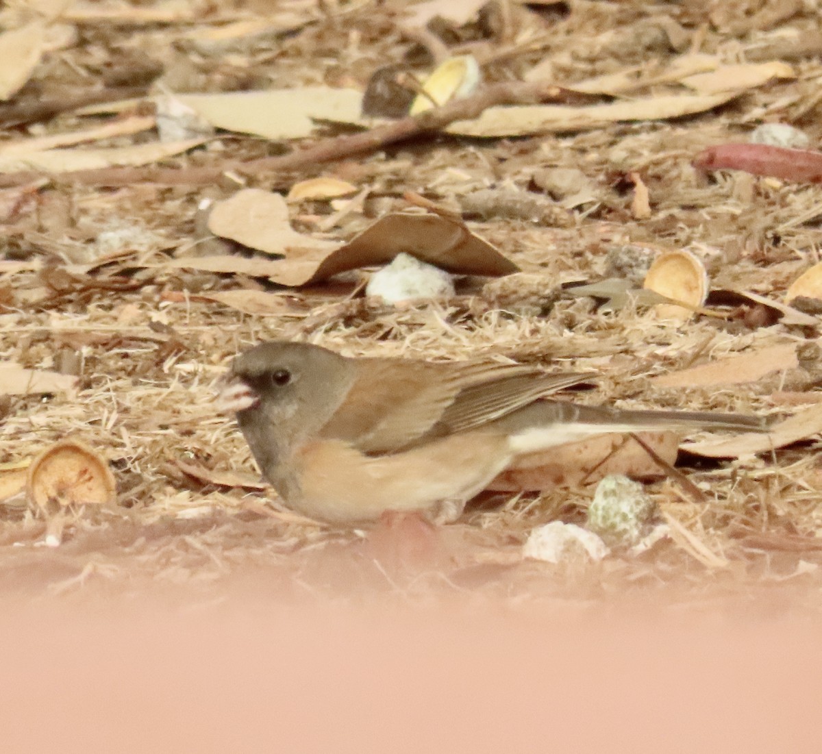 Junco Ojioscuro - ML627881348