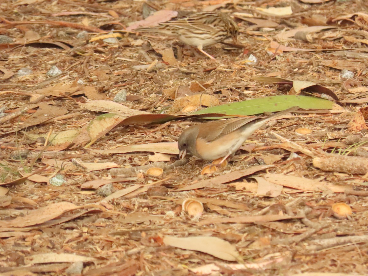 Junco Ojioscuro - ML627881349