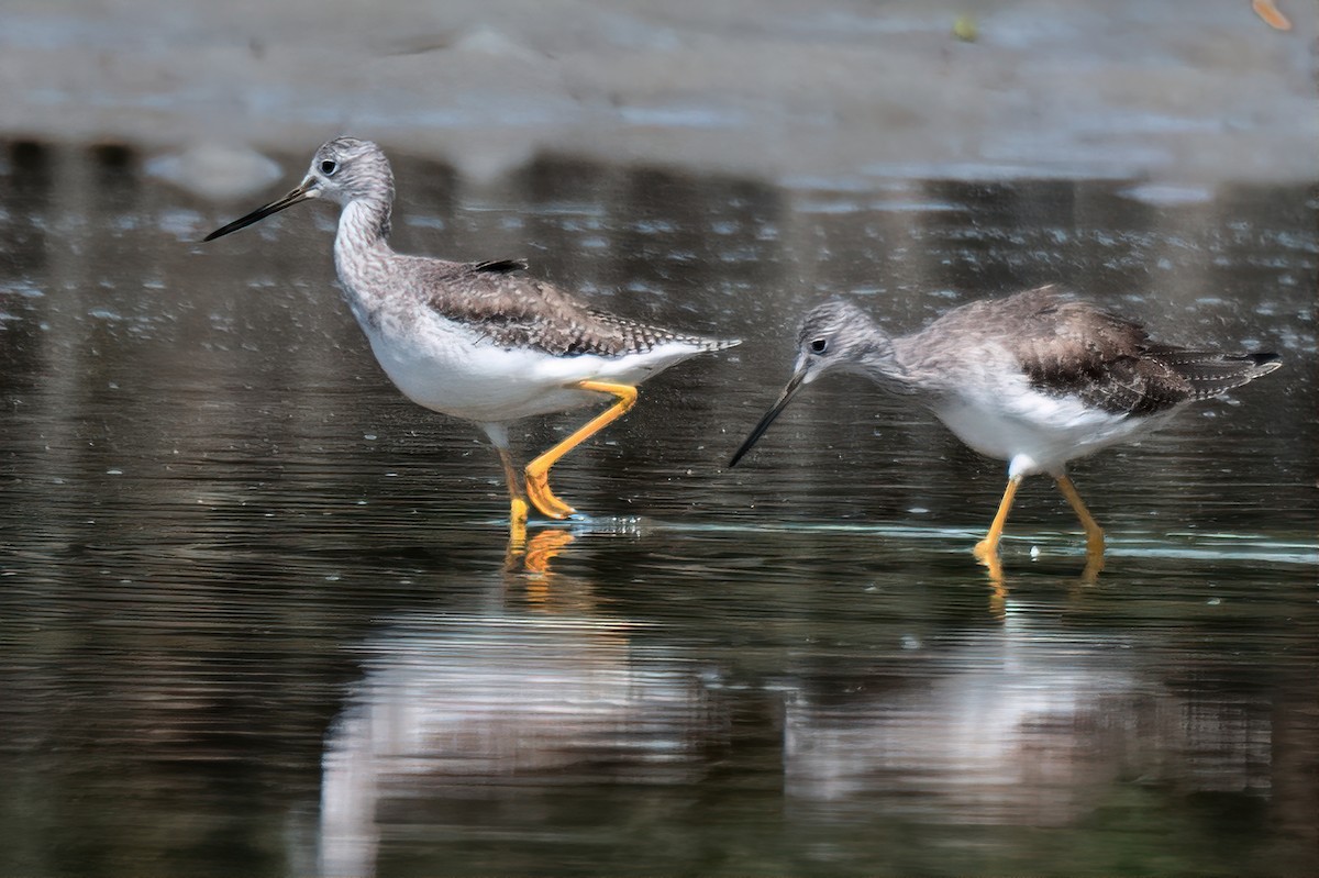 Greater Yellowlegs - ML627881447