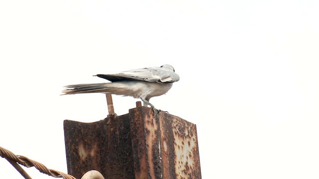 Black-faced Cuckooshrike - ML627881599