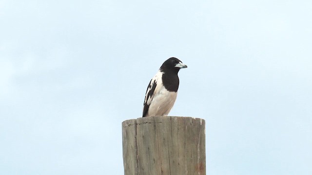 Pied Butcherbird - ML627881606