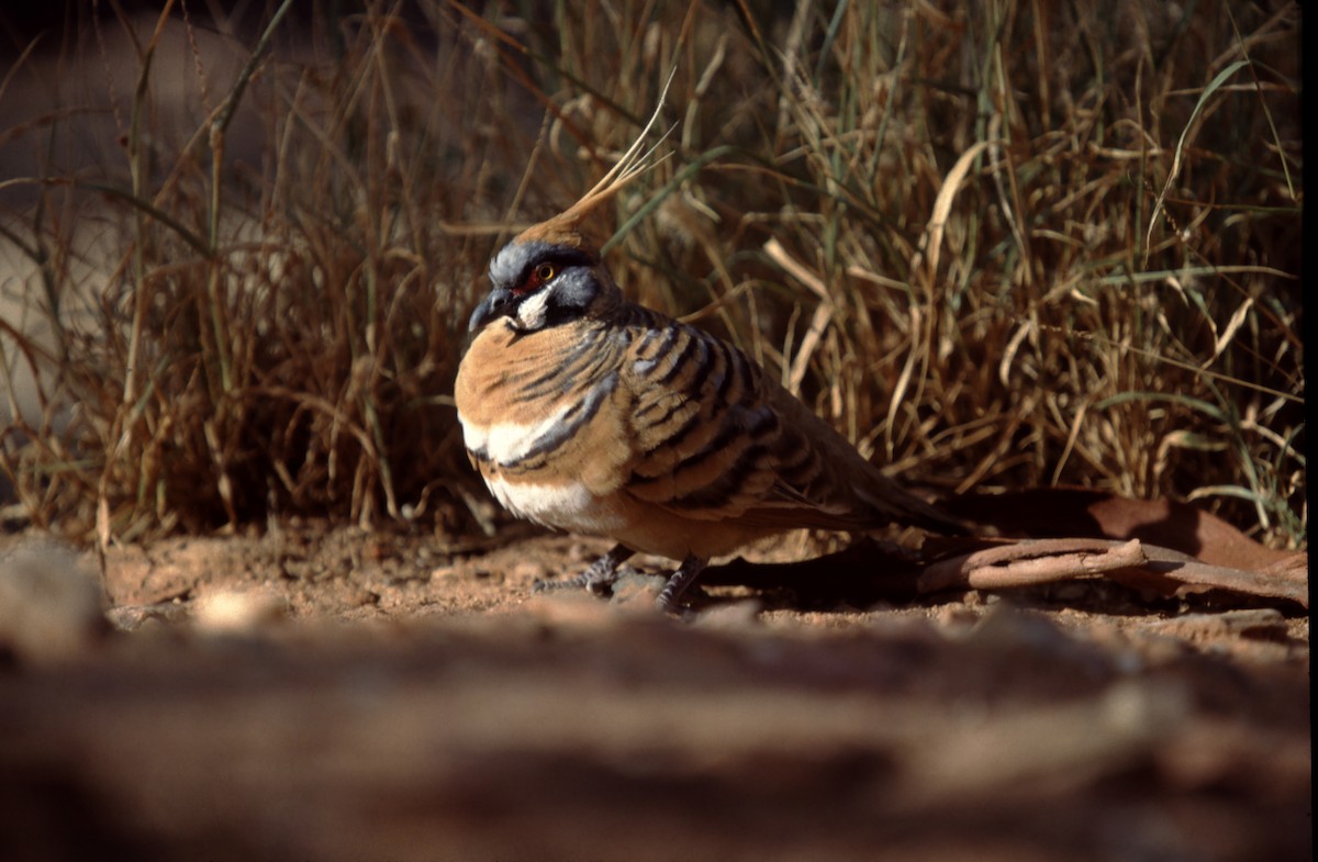 Spinifex Pigeon - ML627881674