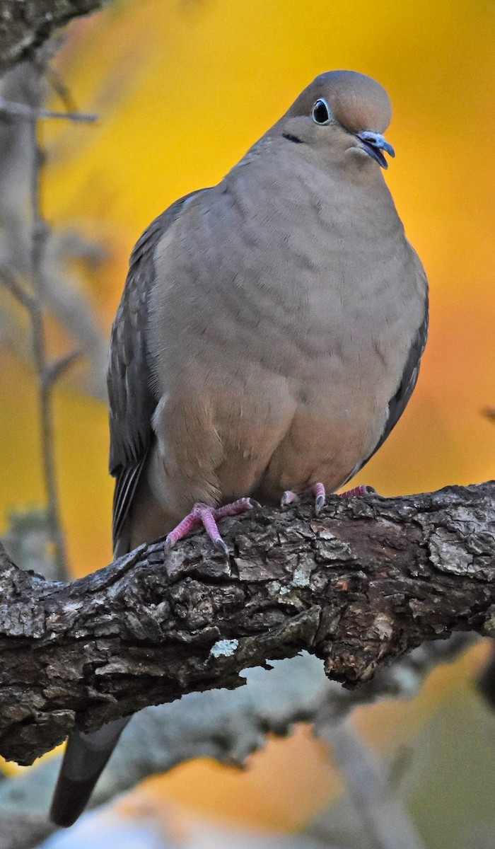 Mourning Dove - ML627881797