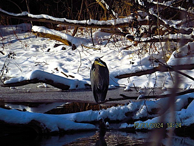 Great Blue Heron - ML627881835