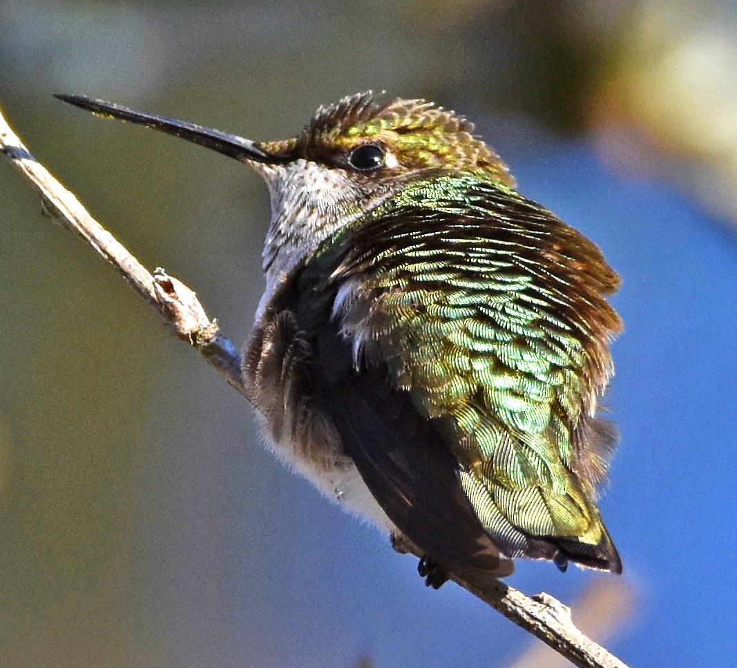 Ruby-throated Hummingbird - ML627881836