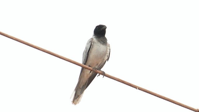 Black-faced Cuckooshrike - ML627881846