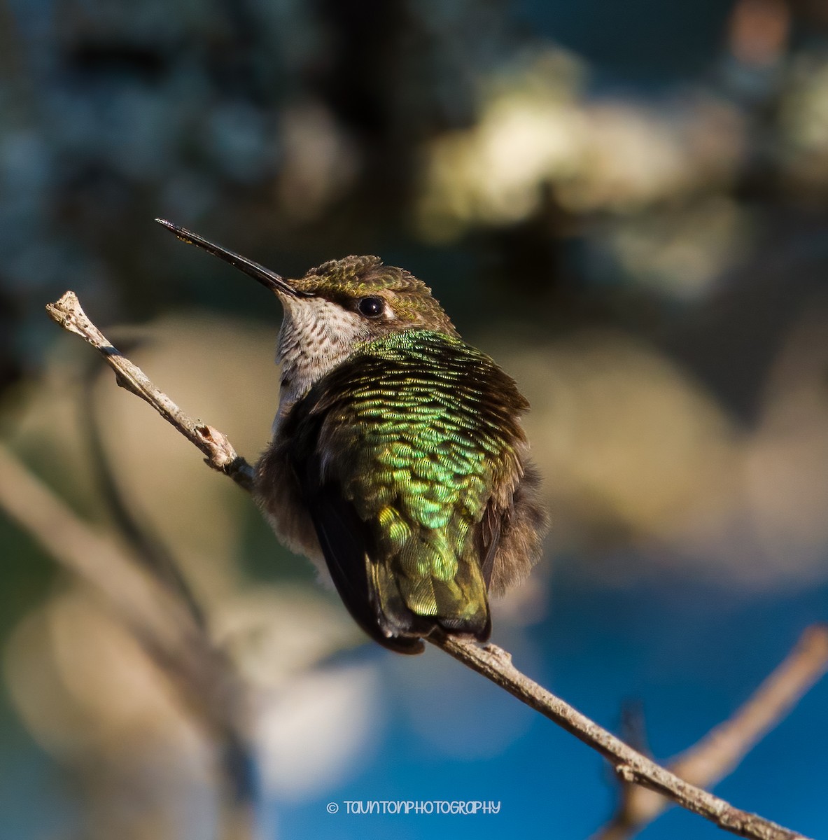 Ruby-throated Hummingbird - ML627881855