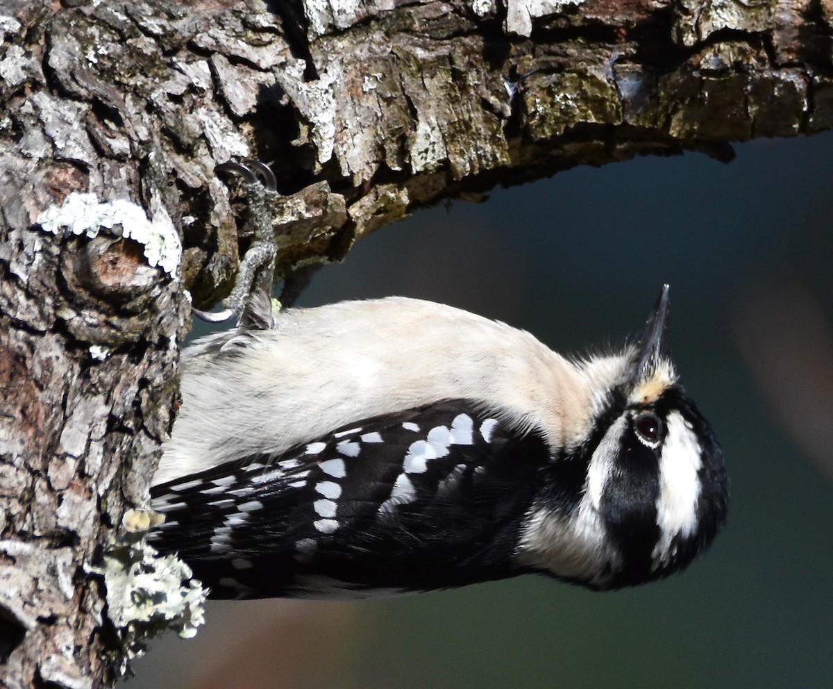 Downy Woodpecker - ML627881859