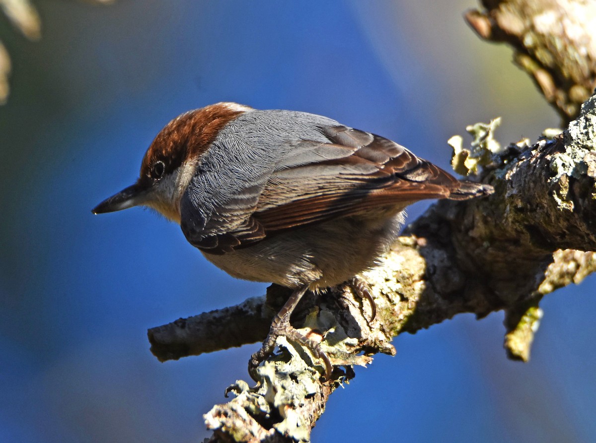 Brown-headed Nuthatch - ML627881881