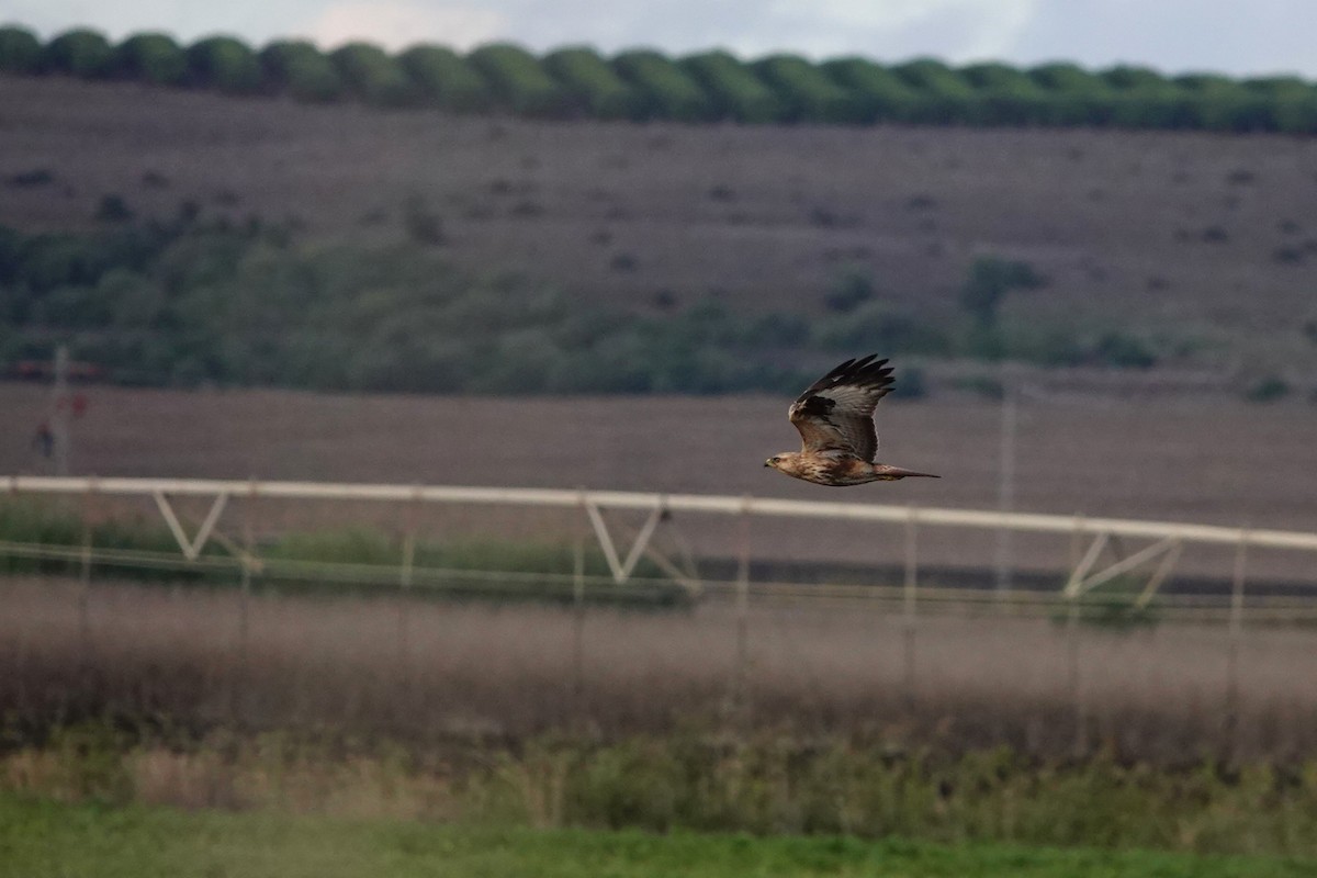 káně bělochvostá (ssp. cirtensis) - ML627881885