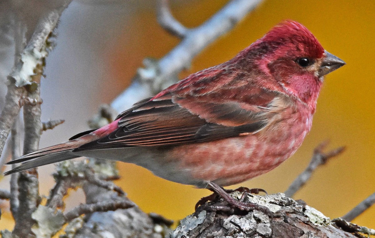 Purple Finch - ML627881952