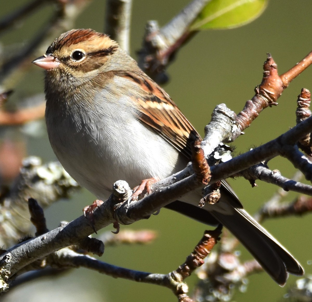 Chipping Sparrow - ML627881960