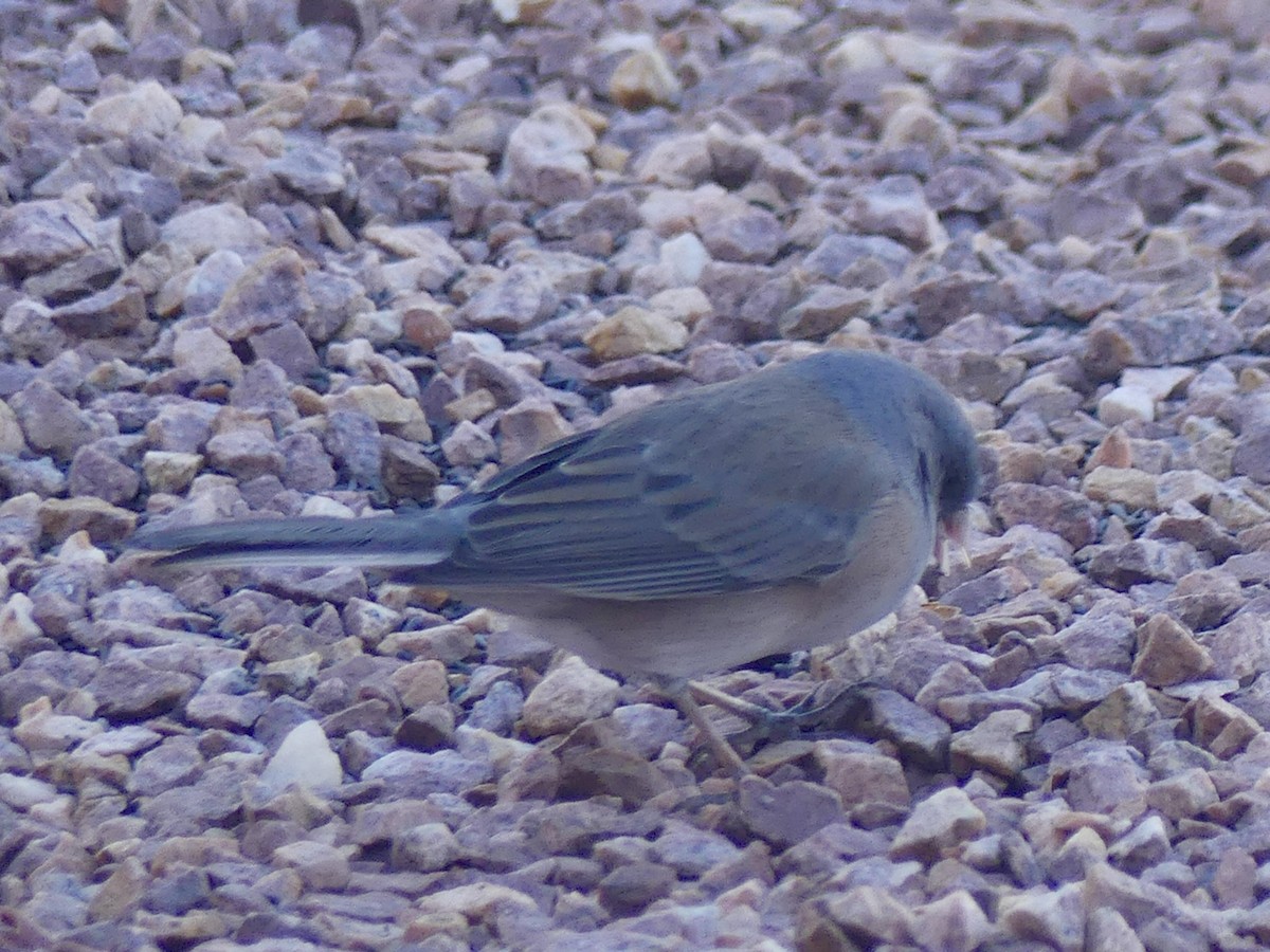 Dark-eyed Junco (Pink-sided) - ML627881966