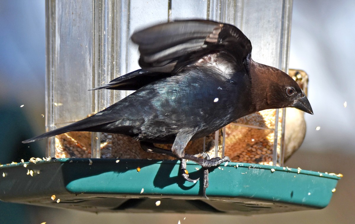 Brown-headed Cowbird - ML627882012