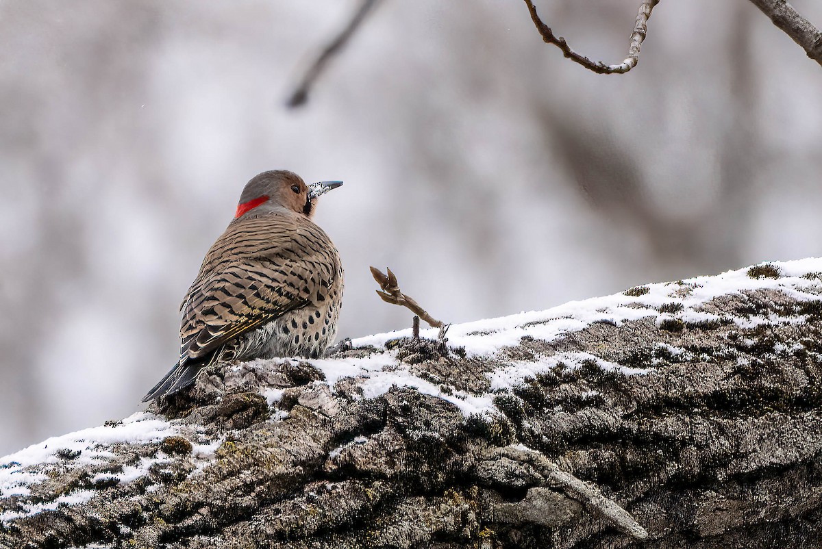 Northern Flicker - ML627882017