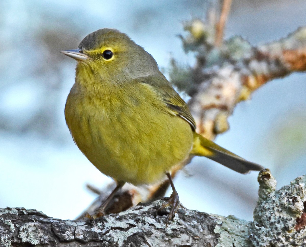 Orange-crowned Warbler - ML627882028