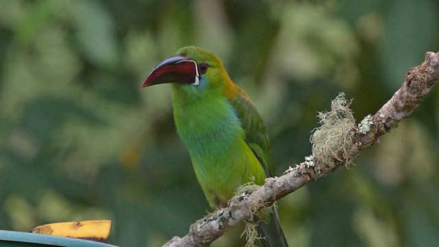 Crimson-rumped Toucanet - ML627882033