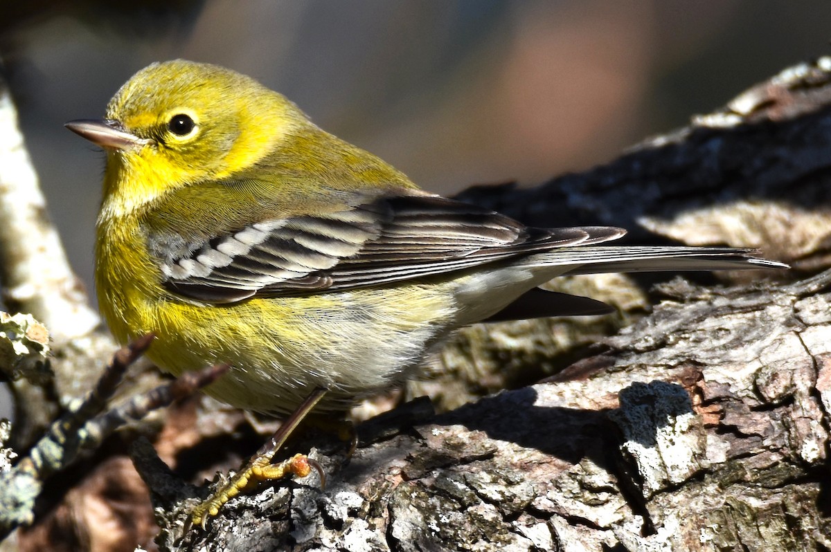 Pine Warbler - ML627882037