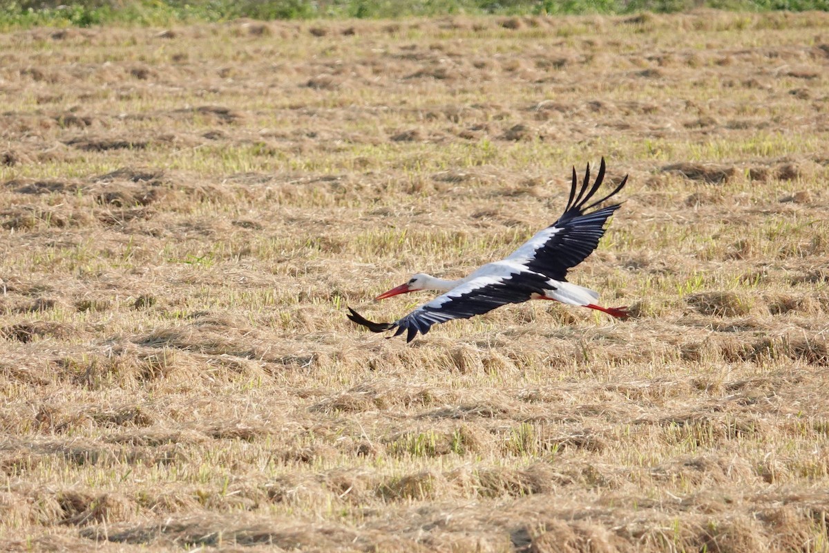 White Stork - ML627882089