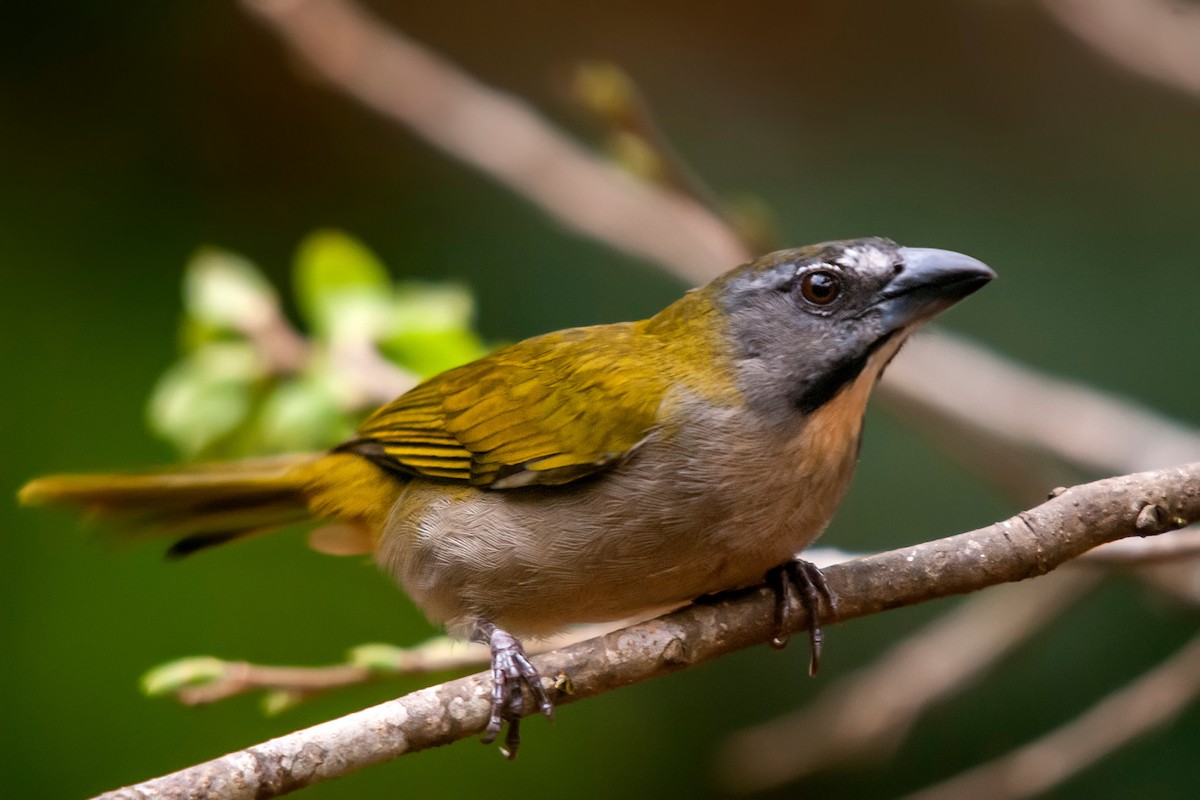 Buff-throated Saltator - Leonardo Merçon / Instituto Últimos Refúgios