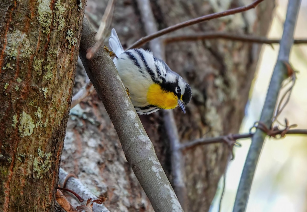 Yellow-throated Warbler - ML627882175