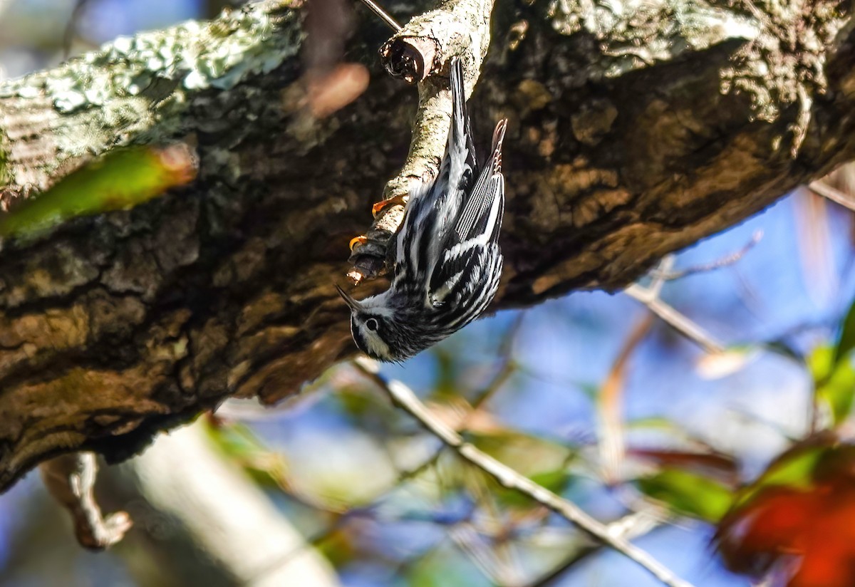 Black-and-white Warbler - ML627882184