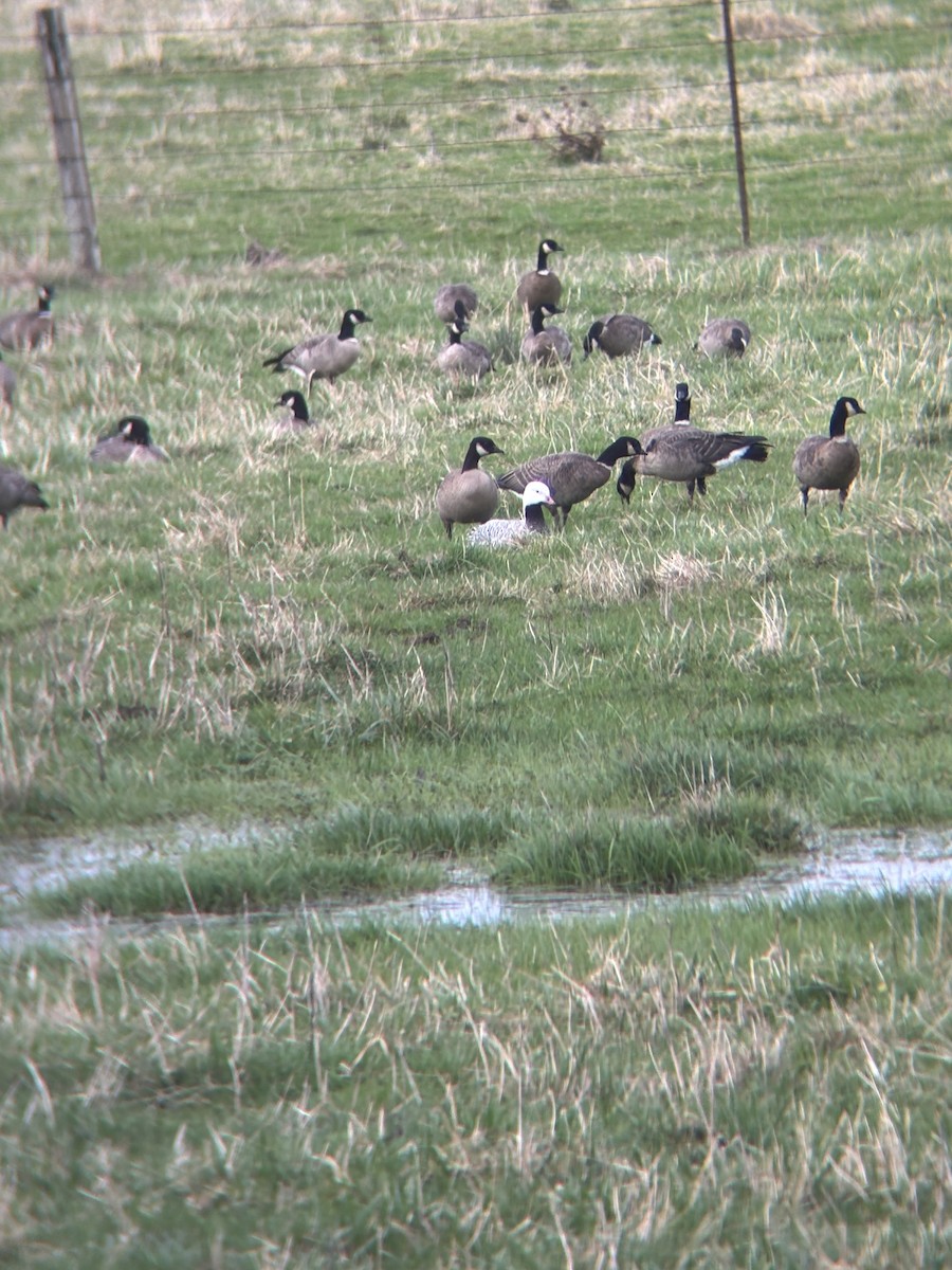 Emperor Goose - ML627882187