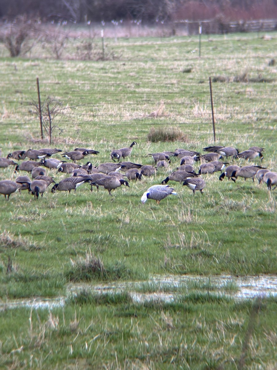 Emperor Goose - ML627882188