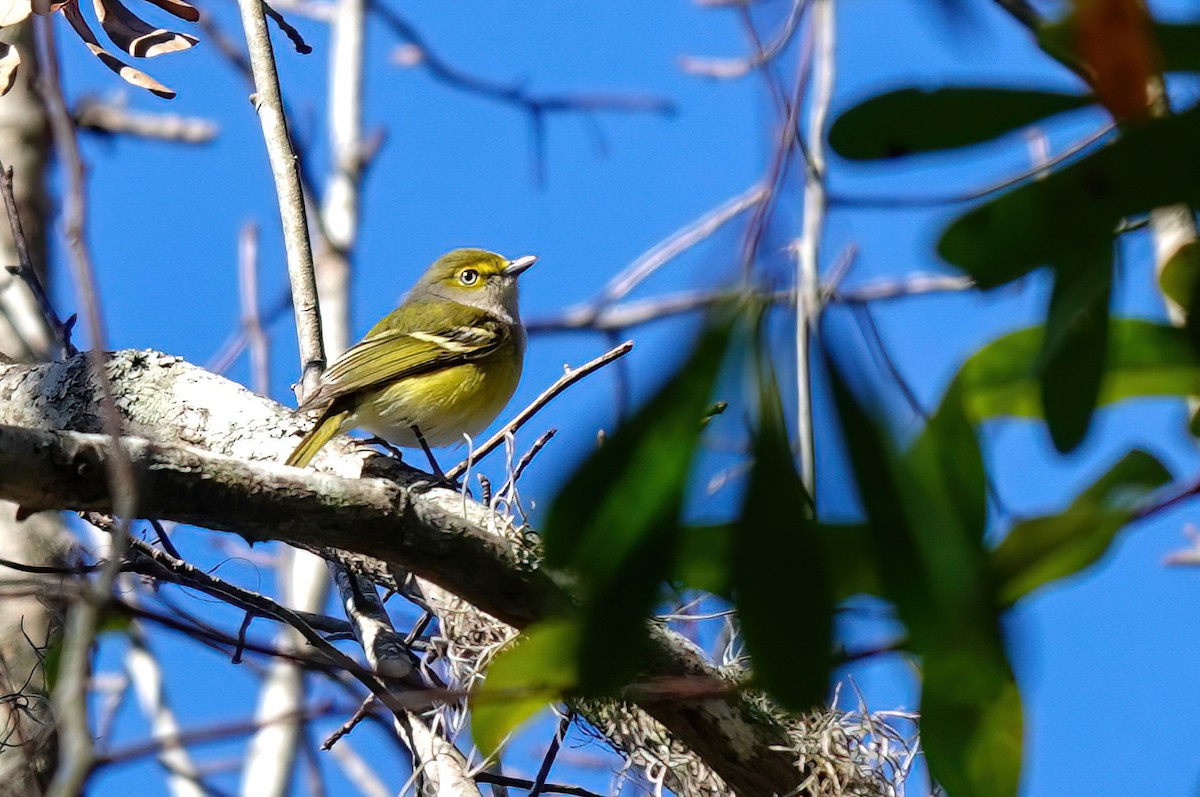 White-eyed Vireo - ML627882190