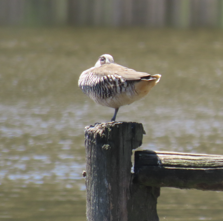 Pink-eared Duck - ML627882245